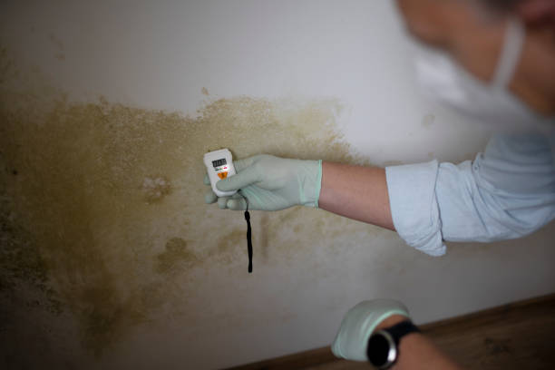 Best Mold Prevention Services  in Basehor, KS